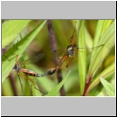 Tanyptera atrata - Holzschnake 05f Paarung OS-Wallenhorst Tongrube.jpg